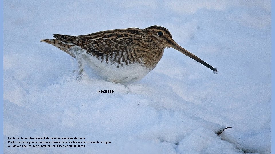 bécasse La plume du peintre provient de l'aile de la bécasse des bois. C'est