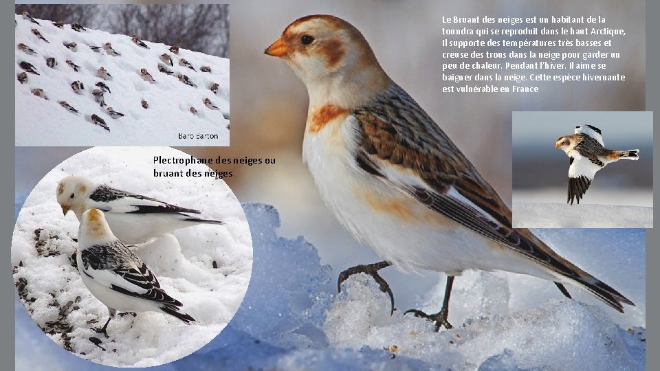 Le Bruant des neiges est un habitant de la toundra qui se reproduit dans