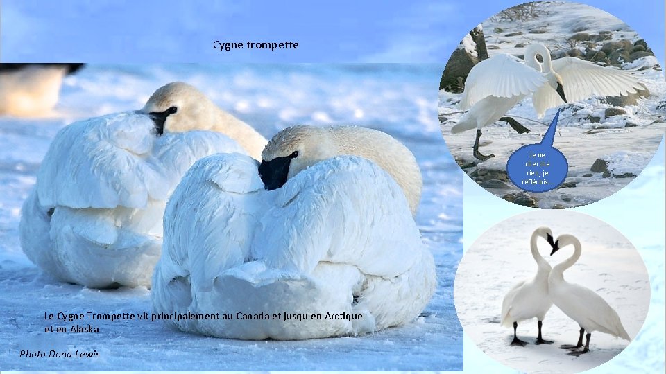 Cygne trompette Je ne cherche rien, je réfléchis… Le Cygne Trompette vit principalement au