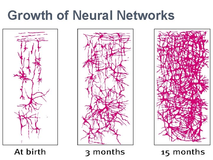 Growth of Neural Networks Growth of Neural Networks