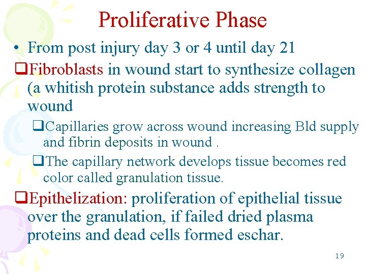 Proliferative Phase • From post injury day 3 or 4 until day 21 q.