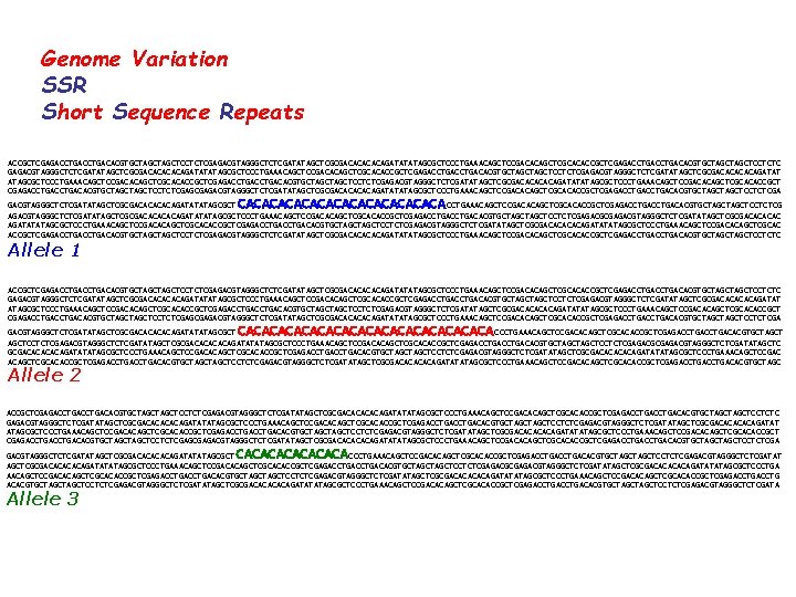 Genome Variation SSR Short Sequence Repeats ACCGCTCGAGACCTGACACGTGCTAGCTCCTCTCGAGACGTAGGGCTCTCGATATAGCTCGCGACACAGATATATAGCGCTCCCTGAAACAGCTCCGACACAGCTCGCACACCGCTCGAGACCTGACACGTGCTAGCTCCTCTCGAGACGTAGGGCTCTCGATATAGCTCGCGACACAGATAT ATAGCGCTCCCTGAAACAGCTCCGACACAGCTCGCACACCGCTCGAGACCTGACACGTGCTAGCTCCTCTCGAGACGTAGGGCTCTCGATATAGCTCGCGACACAGATATATAGCGCTCCCTGAAACAGCTCCGACACAGCTCGCACACCGCTCGAGACCTGACACGTGCTAGCTCCTCTCGA CACACACACACACA GACGTAGGGCTCTCGATATAGCTCGCGACACAGATATATAGCGCT CCTGAAACAGCTCCGACACAGCTCGCACACCGCTCGAGACCTGACACGTGCTAGCTCCTCTCG AGACGTAGGGCTCTCGATATAGCTCGCGACACAGATATATAGCGCTCCCTGAAACAGCTCCGACACAGCTCGCACACCGCTCGAGACCTGACACGTGCTAGCTCCTCTCGAGACGTAGGGCTCTCGATATAGCTCGCGACACAGATATATAGCGCTCCCTGAAACAGCTCCGACACAGCTCGCAC ACCGCTCGAGACCTGACACGTGCTAGCTCCTCTCGAGACGTAGGGCTCTCGATATAGCTCGCGACACAGATATATAGCGCTCCCTGAAACAGCTCCGACACAGCTCGCACACCGCTCGAGACCTGACACGTGCTAGCTCCTCTC Allele