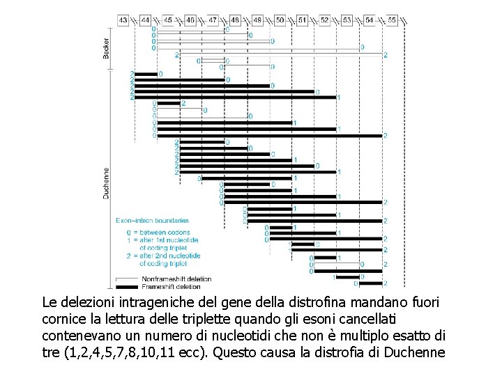 Le delezioni intrageniche del gene della distrofina mandano fuori cornice la lettura delle triplette