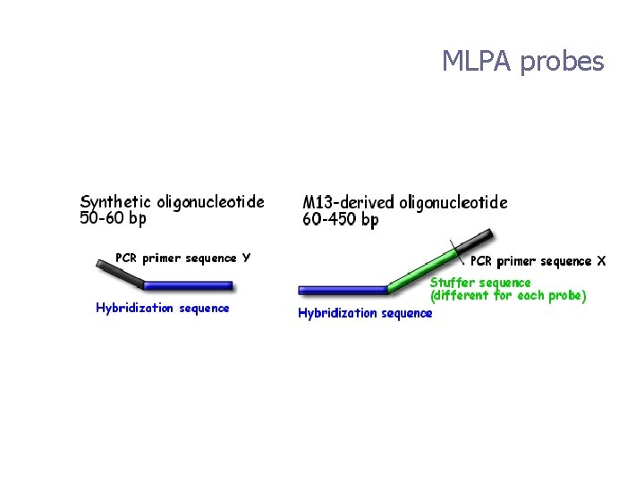 MLPA probes 