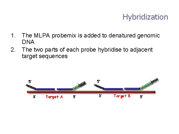 Hybridization 1. 2. The MLPA probemix is added to denatured genomic DNA The two