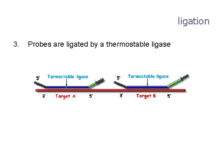 ligation 3. Probes are ligated by a thermostable ligase 