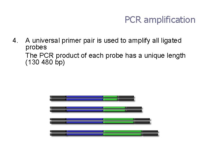 PCR amplification 4. A universal primer pair is used to amplify all ligated probes
