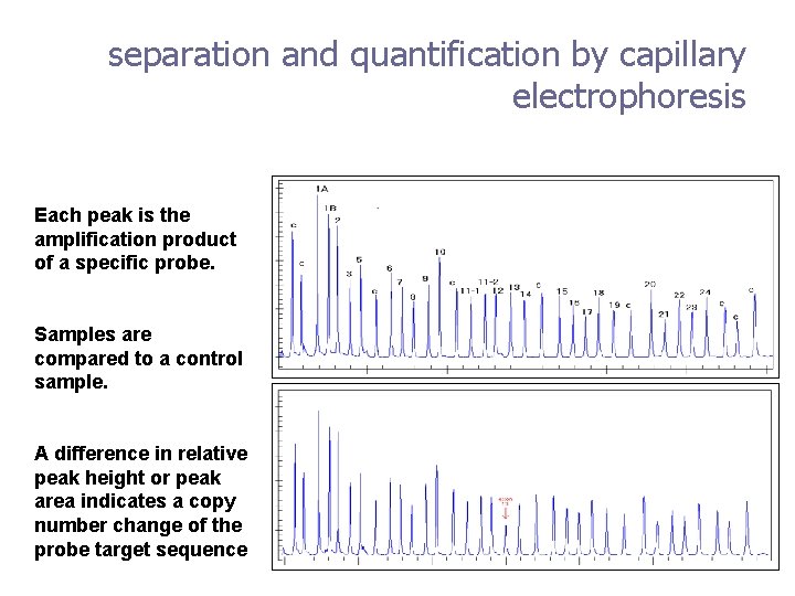 separation and quantification by capillary electrophoresis Each peak is the amplification product of a