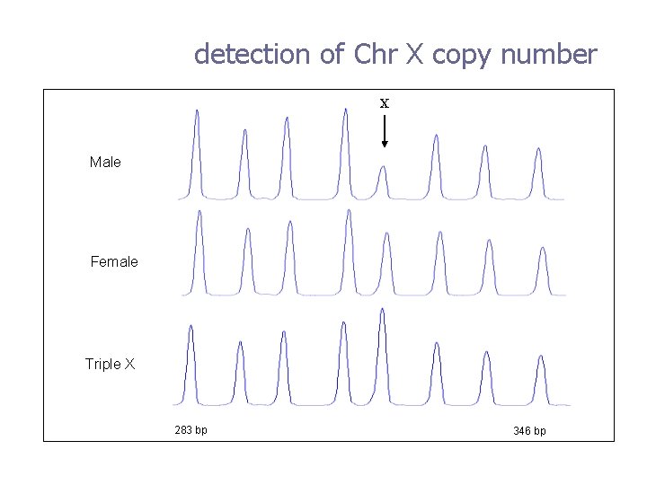 detection of Chr X copy number X Male Female Triple X 283 bp 346