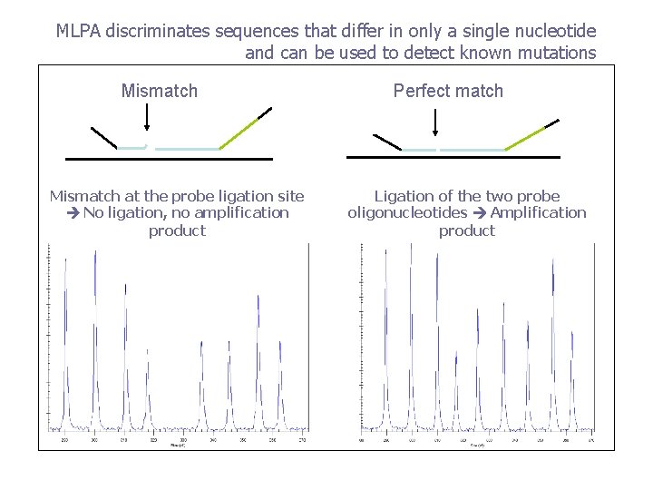 MLPA discriminates sequences that differ in only a single nucleotide and can be used