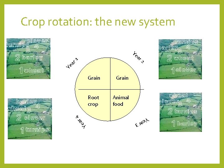 Crop rotation: the new system Ye 2 Ye ar 1 ar Animal food Ye