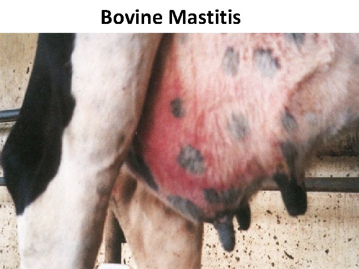 Bovine Mastitis 