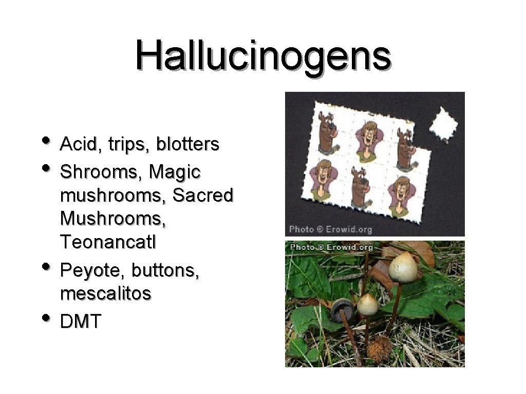 Hallucinogens • Acid, trips, blotters • Shrooms, Magic • • mushrooms, Sacred Mushrooms, Teonancatl