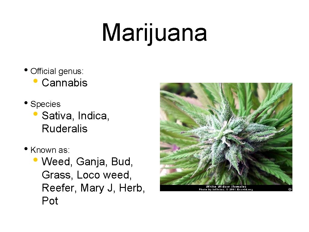 Marijuana • Official genus: • Cannabis • Species • Sativa, Indica, Ruderalis • Known