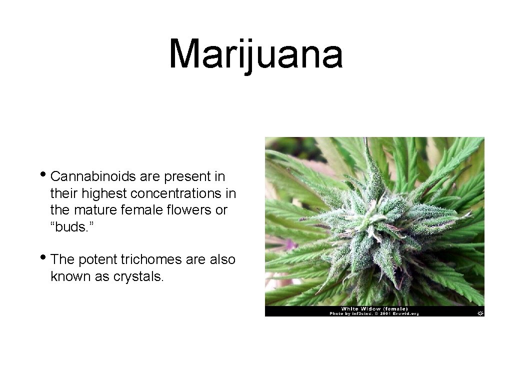 Marijuana • Cannabinoids are present in their highest concentrations in the mature female flowers