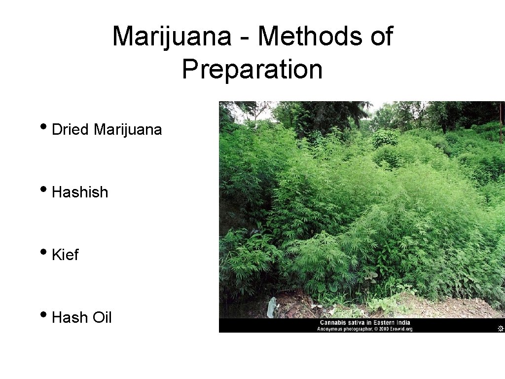 Marijuana - Methods of Preparation • Dried Marijuana • Hashish • Kief • Hash