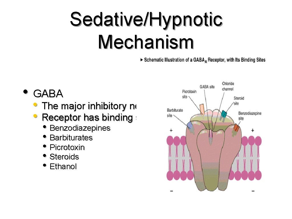 Sedative/Hypnotic Mechanism • GABA • The major inhibitory neurotransmitter • Receptor has binding sites