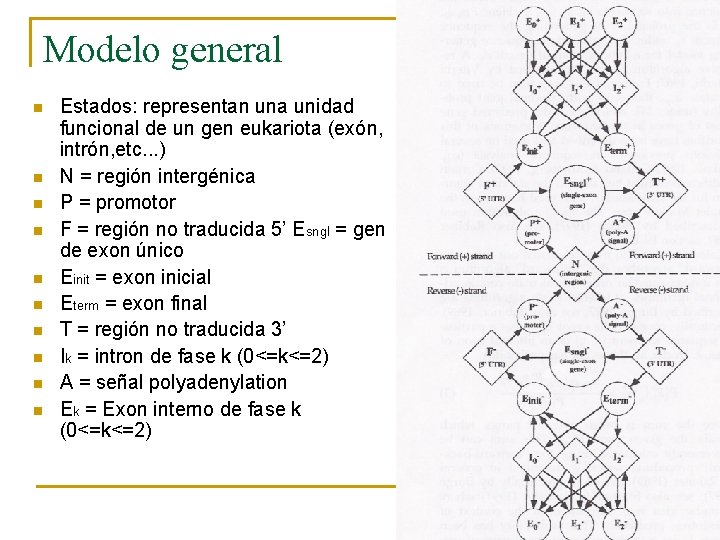 Modelo general n n n n n Estados: representan una unidad funcional de un