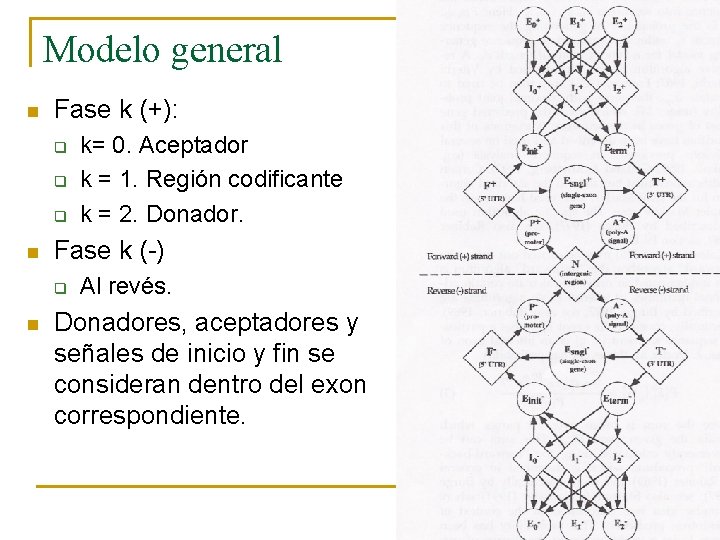 Modelo general n Fase k (+): q q q n Fase k (-) q