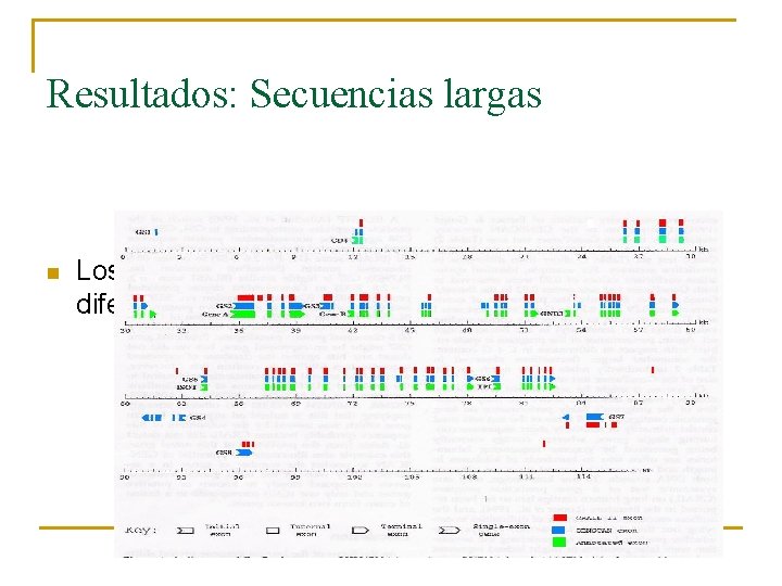 Resultados: Secuencias largas n Los dos encuentran exones conocidos, pero con diferencias 