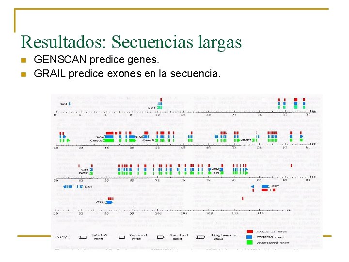 Resultados: Secuencias largas n n GENSCAN predice genes. GRAIL predice exones en la secuencia.