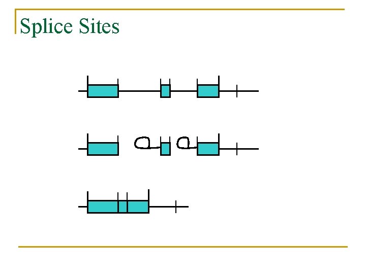 Splice Sites 