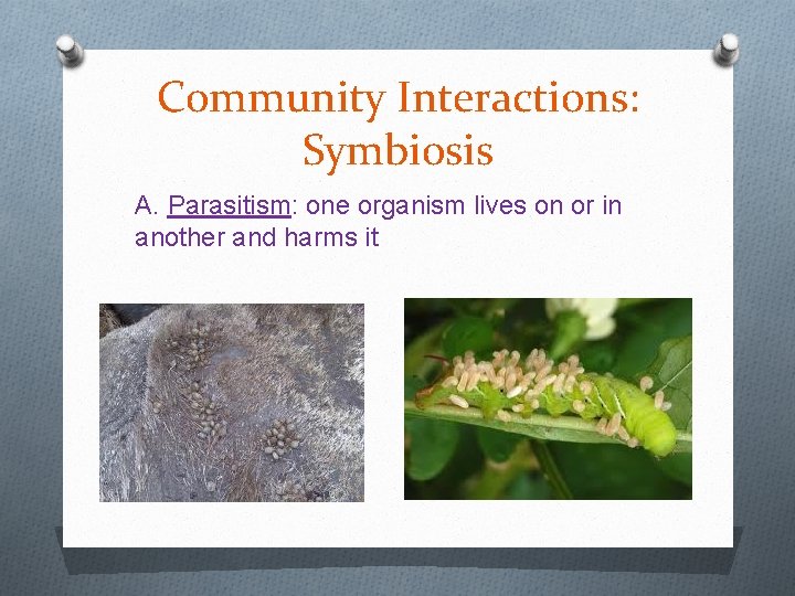 Community Interactions: Symbiosis A. Parasitism: one organism lives on or in another and harms