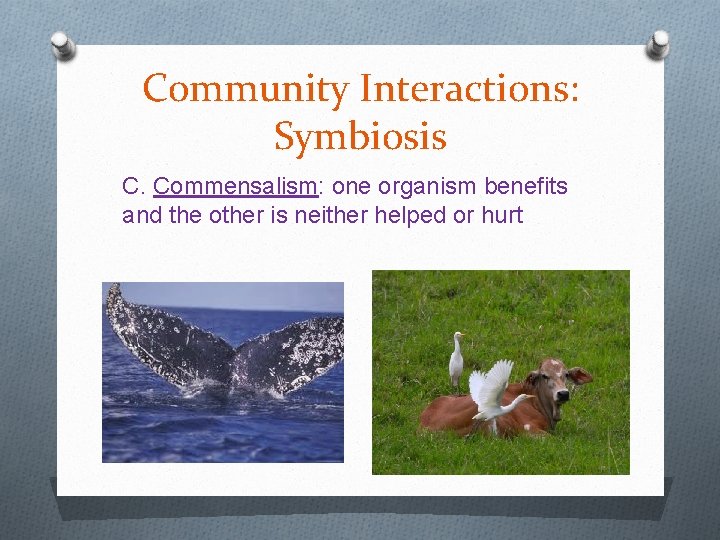Community Interactions: Symbiosis C. Commensalism: one organism benefits and the other is neither helped