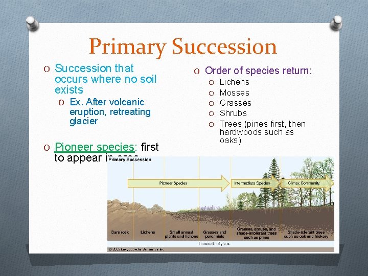 Primary Succession O Succession that occurs where no soil exists O Ex. After volcanic
