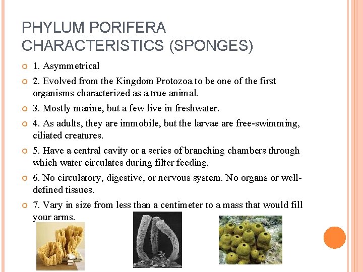 PHYLUM PORIFERA CHARACTERISTICS (SPONGES) 1. Asymmetrical 2. Evolved from the Kingdom Protozoa to be