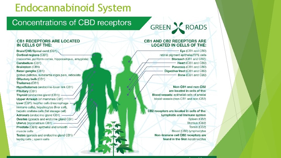 Endocannabinoid System 