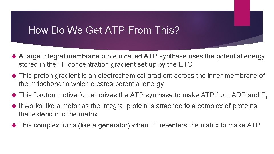How Do We Get ATP From This? A large integral membrane protein called ATP