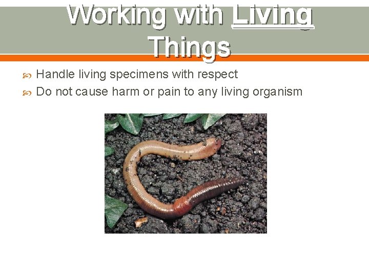 Working with Living Things Handle living specimens with respect Do not cause harm or