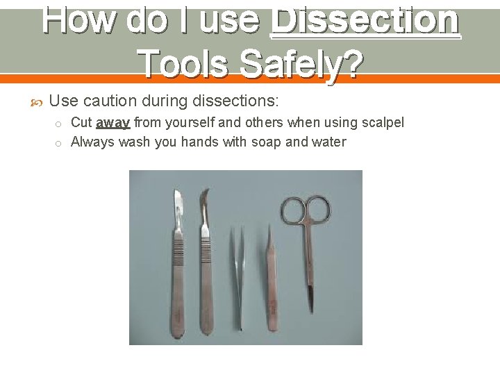 How do I use Dissection Tools Safely? Use caution during dissections: o Cut away