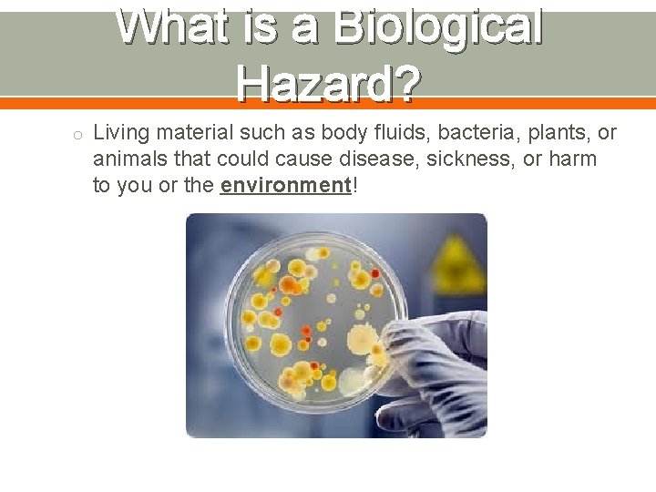 What is a Biological Hazard? o Living material such as body fluids, bacteria, plants,