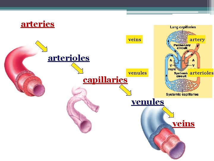 AP Biology Human Body Systems Lab 10 Physiology