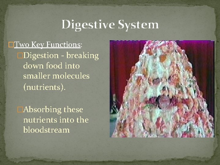 Digestive System �Two Key Functions: �Digestion - breaking down food into smaller molecules (nutrients).