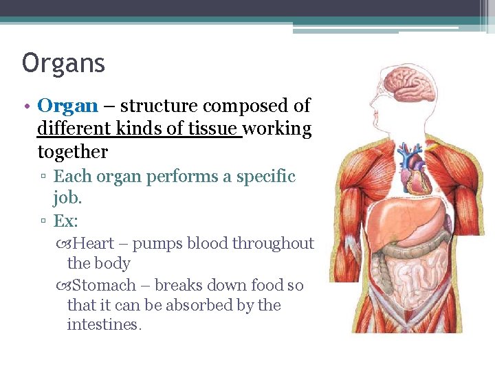 Organs • Organ – structure composed of different kinds of tissue working together ▫