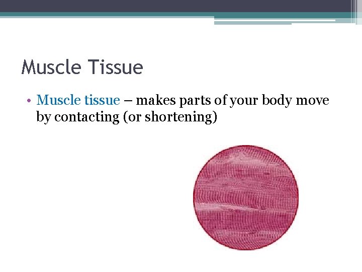 Muscle Tissue • Muscle tissue – makes parts of your body move by contacting