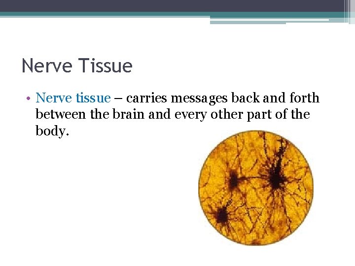 Nerve Tissue • Nerve tissue – carries messages back and forth between the brain