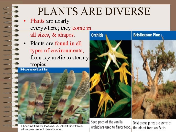 PLANTS ARE DIVERSE • Plants are nearly everywhere; they come in all sizes, &