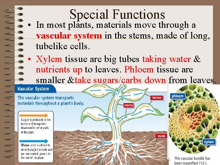 Special Functions • In most plants, materials move through a vascular system in the