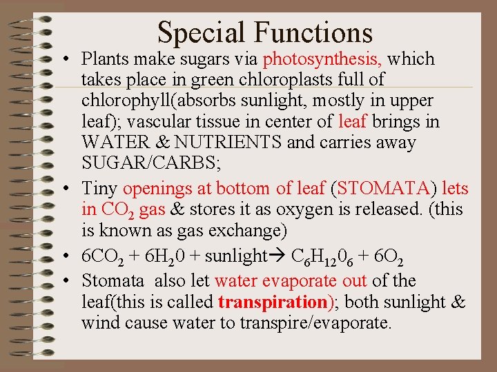Special Functions • Plants make sugars via photosynthesis, which takes place in green chloroplasts