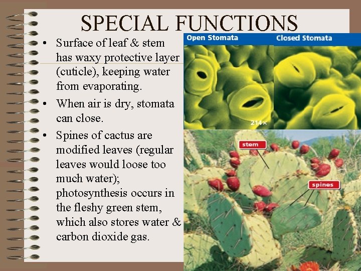 SPECIAL FUNCTIONS • Surface of leaf & stem has waxy protective layer (cuticle), keeping