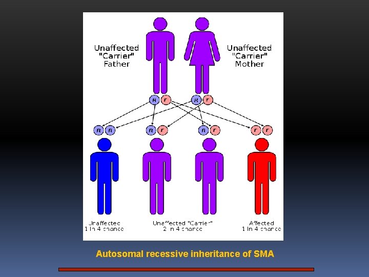 Autosomal recessive inheritance of SMA 