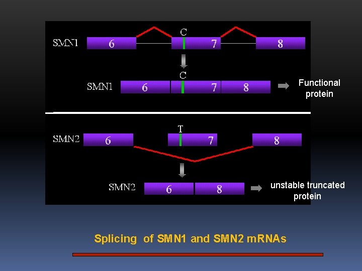 Functional protein unstable truncated protein Splicing of SMN 1 and SMN 2 m. RNAs