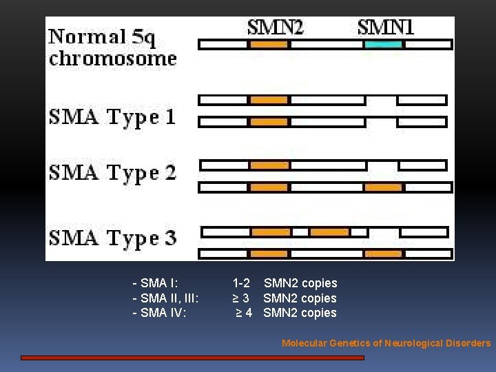 - SMA I: - SMA II, III: - SMA IV: 1 -2 SMN 2
