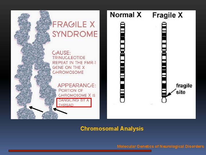 Chromosomal Analysis Molecular Genetics of Neurological Disorders 