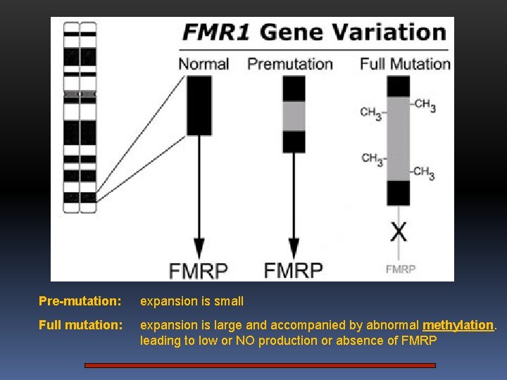 Pre-mutation: expansion is small Full mutation: expansion is large and accompanied by abnormal methylation.