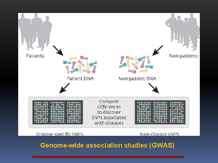 Genome-wide association studies (GWAS) 